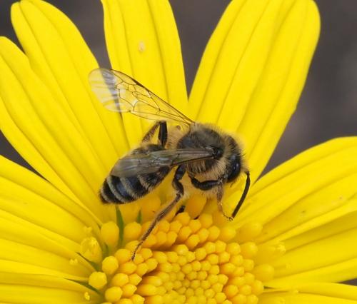 Andrena flavipes
